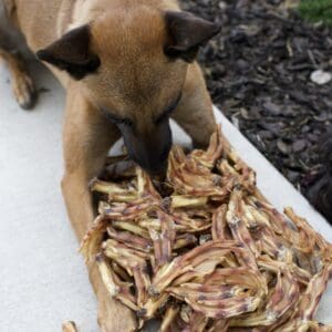 Dog enjoying a pile of chicken feet treats.