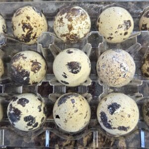 Whole Freeze Dried Quail Eggs(15 Eggs)