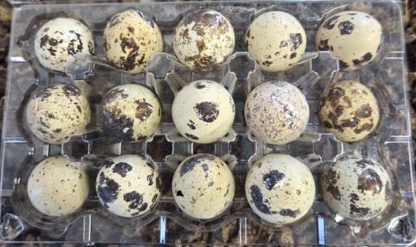Whole Freeze Dried Quail Eggs(15 Eggs)